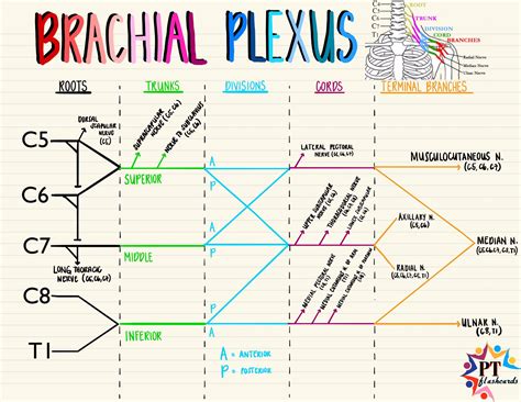 Brachial Plexus Schematic