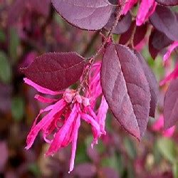 Dwarf Ruby Loropetalum – Pink Spring Flowering Shrub