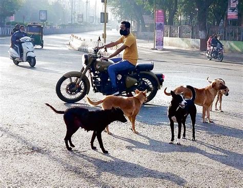 35 dog bite hotspots identified highest number cases Musakhedi | 35 डॉग ...