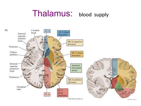 Thalamus and Hypothalamus.pdf