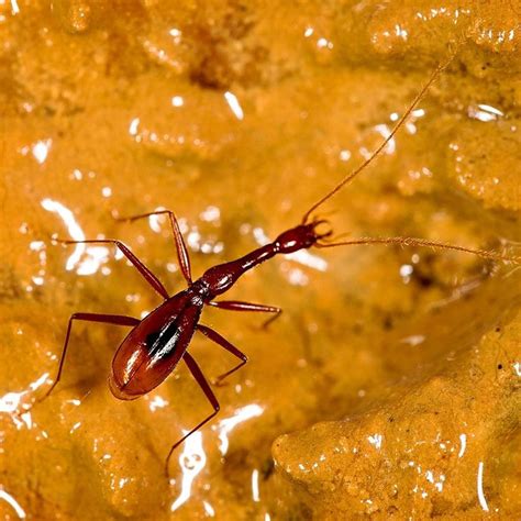 Revelan las diez nuevas especies más importantes descubiertas en 2018 ...