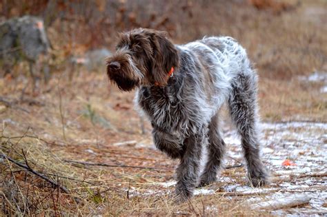 Wirehaired Pointing Griffon Breeders Nc