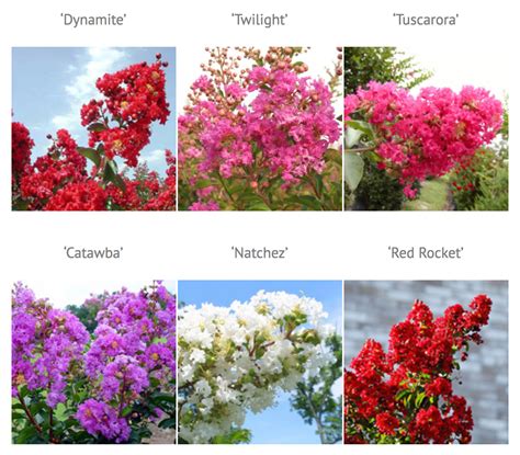 Why Crape Myrtles Take the Stage This Summer — Green Acres Nursery & Supply