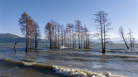 冬日洱海红水杉美出圈最新素材