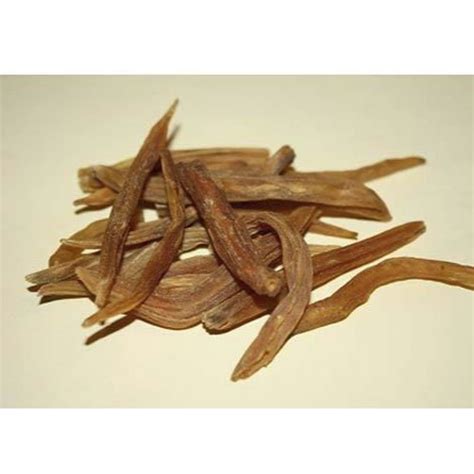 What is Somlata or Asparagus racemosus dry extract? – Adorreal Healthcare