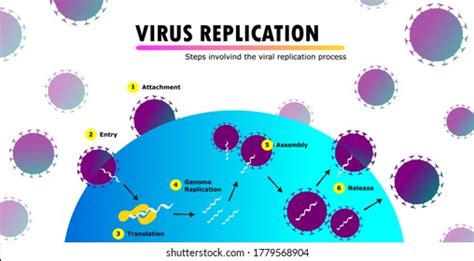 Image result for Viral Replication Process