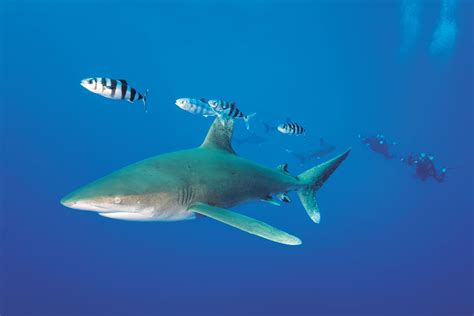 The Bahamas’ big shark trifecta