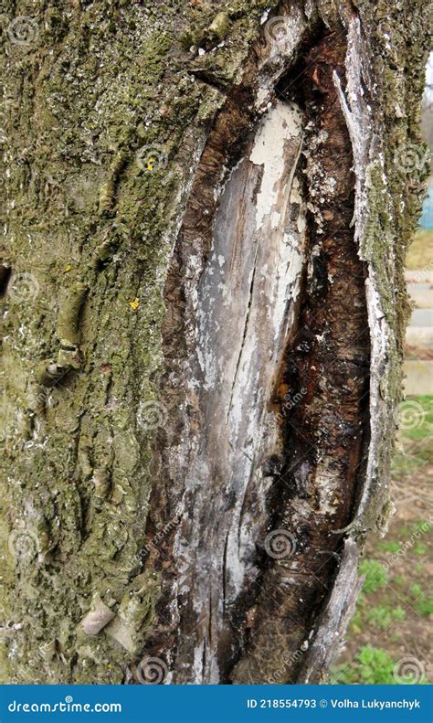Image result for Cherry Tree Trunk Rot
