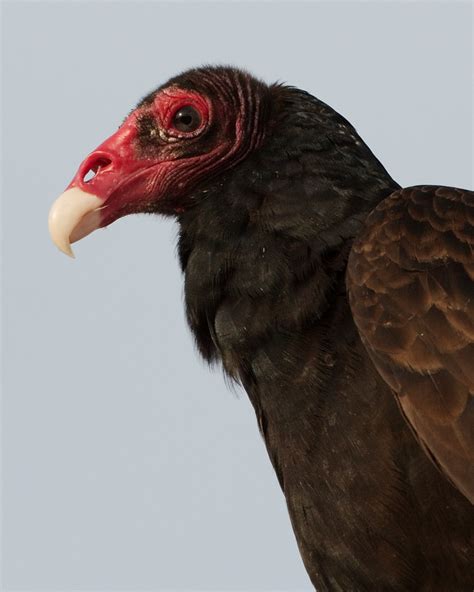 Turkey Vulture | The Whisker Chronicles