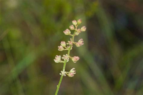 Monocots 的图像结果