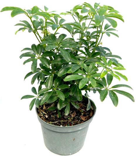 Umbrella Plant Indoor