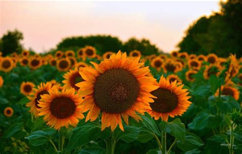 Image result for 2 Two Digit Numbers Adding Using a Number Frame