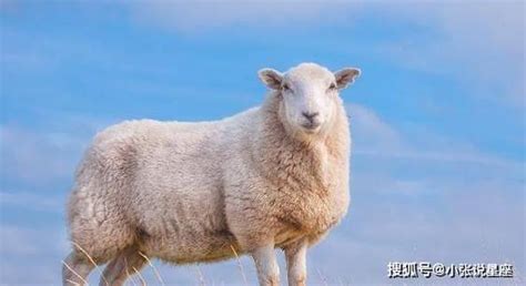 生肖羊今年的运势事业(生肖羊今年的运势事业如何)铭坤吉