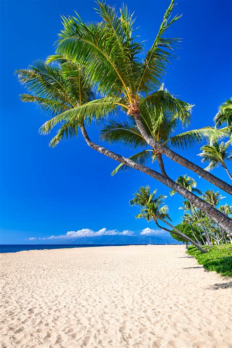 Ka'anapali Palms | Ka'anapali Beach | Maui, Hawaii