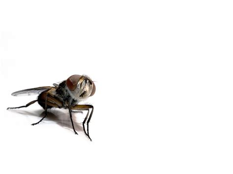 Download wallpaper fly, background, insect, section minimalism in ...