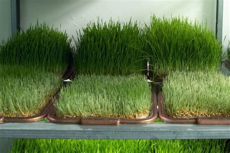 Image result for Containers for Fodder