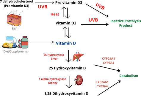 Vitamin D Half Life In Body at Timothy Stump blog