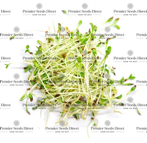 Sprouting Seeds - Alfalfa Organic - Premier Seeds Direct