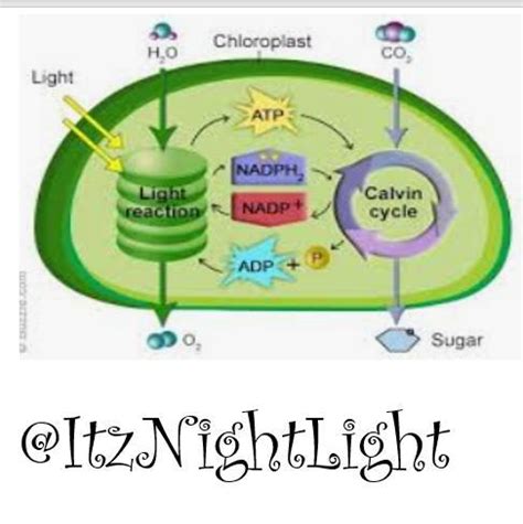 All the chloroplasts of a plant cell are removed. What important ...