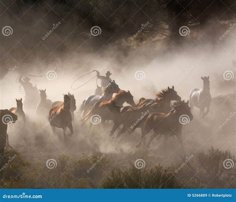 Yee Ha stock image. Image of roping, horses, west, wild - 5266889