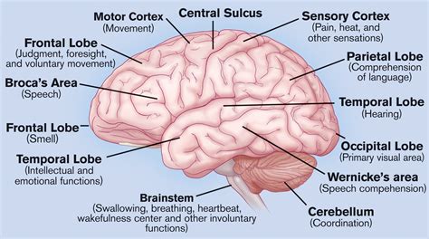 Brain Pictures Labeled: elegant in color photos | Human brain anatomy, Brain structure, Brain ...
