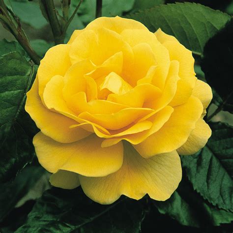 Image result for Flower Digram Using Turtle Python
