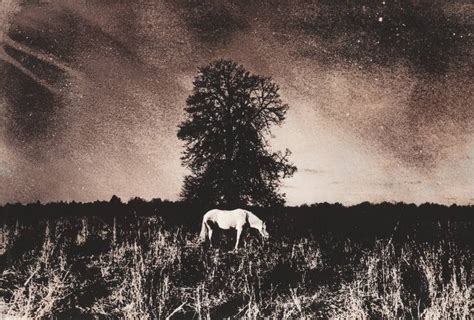 White horse on a background of dark tree - Limited Edition 1 of 1 ...