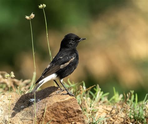 Variable Wheatear (Strickland's) - eBird