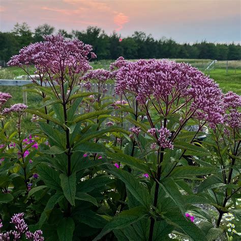 Joe Pye Weed – Revival Seeds