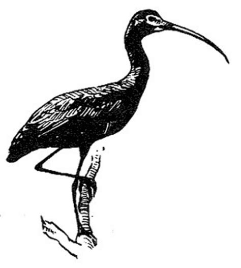 Free picture: glossy, ibis, bird, line, drawing, black and white ...