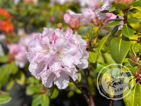 Misty Moonlight - Rocky Knoll Farm