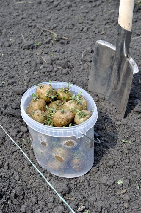 种植土豆领域的过程起点 库存照片. 图片 包括有 种植土豆领域的过程起点 - 53379700