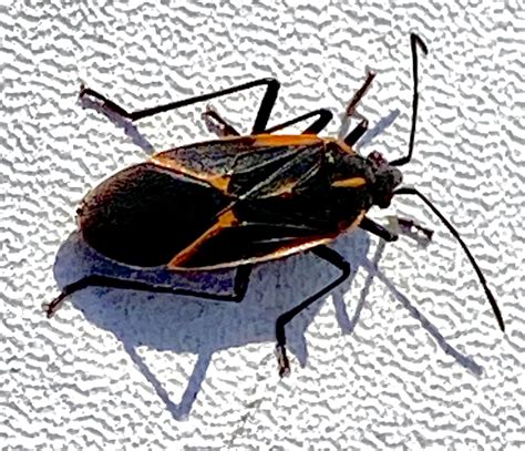 How to Get Rid of Box Elder Bugs - Rove Pest Control
