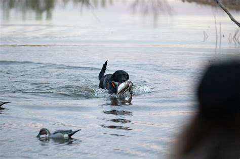 Texas Sandhill Crane Hunts | West Texas Mixed Waterfowl Hunting