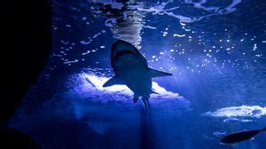 Shark 4k uhd 16:9 wallpapers hd, desktop backgrounds 3840x2160, images ...