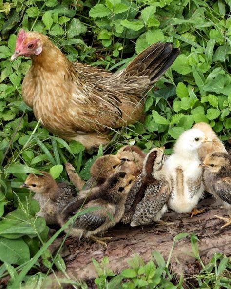 Close-up of chickens on plants | Premium Photo