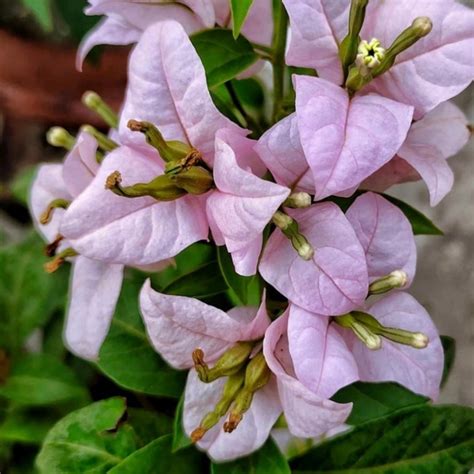 Formosa Lilac (Hybrid Bougainvillea)