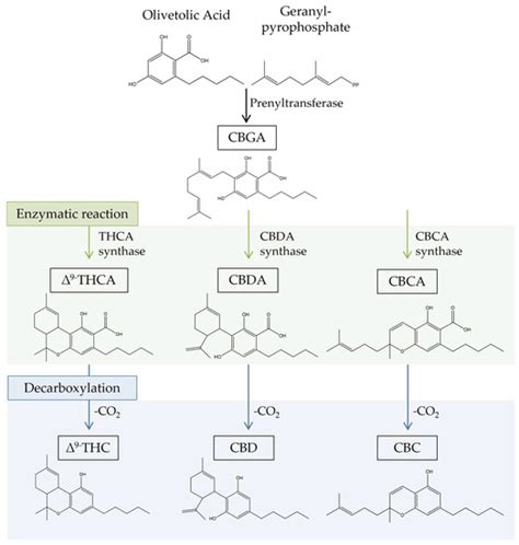 Antitumor Effects of Cannabis sativa Bioactive Compounds on Colorectal ...