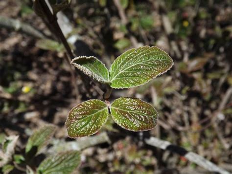 Viburnum bitchiuense - Bitchiu viburnum | The Dawes Arboretum