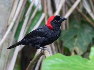Red-headed Malimbe - eBird