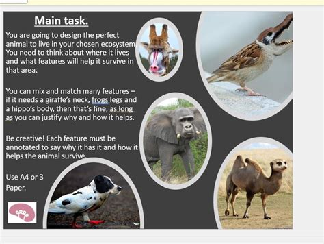 Adaptations KS3 的图像结果