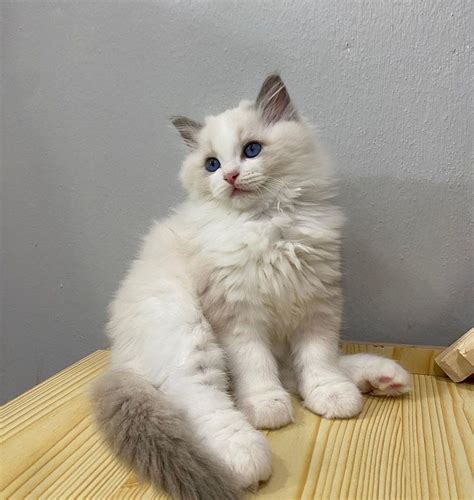 Ragdoll Cats For Sale | Orange Park, FL #496894 | Petzlover