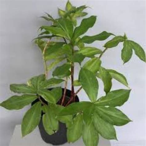 Occident Live Insulin Medicinal Plant (Pack of 2) (Size 6-12 Inch Plant ...