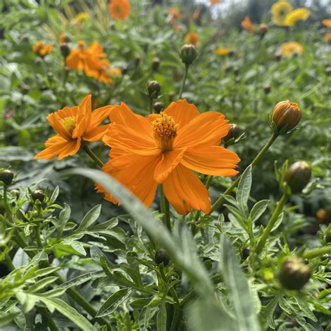 Cosmos Bright Lights - Kelways Plants Ltd