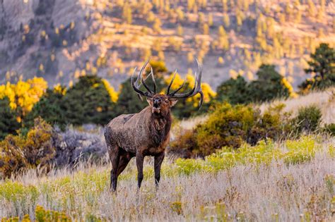 12 Most Dangerous Animals in Colorado - Uncover Colorado