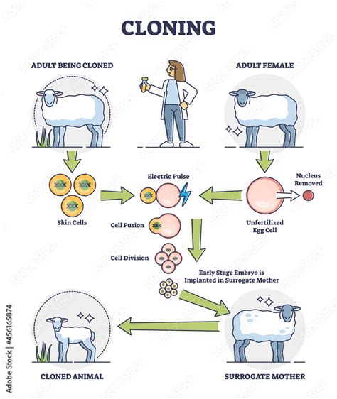 Cloning Examples 的图像结果