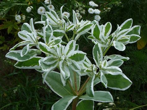 Generic 2014 New 10Pcs Snow On The Mountain Seed, Euphorbia Marginata ...