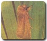 TNAU Agritech Portal :: Crop Protection