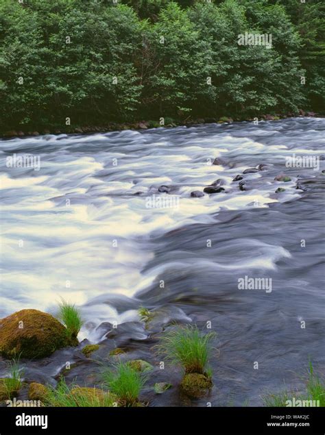 USA, Oregon, Mount Hood National Forest. Upper reaches of the Clackamas ...