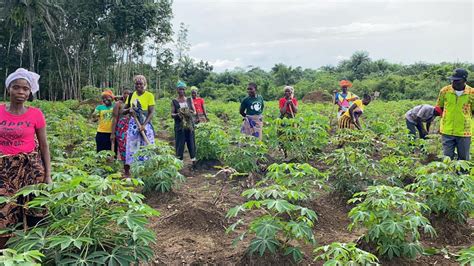 Agriculture In Liberia